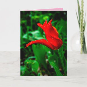 Condoleancekaart met een foto van een Canna-lelie Kaart