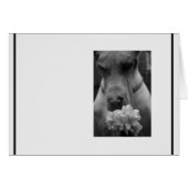 condoleances voor zwart en wit (Voorkant Horizontaal)