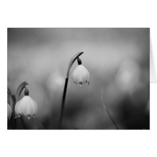 condoleances voor zwart en wit