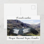 Cóndor Andino Briefkaart (Voorkant / Achterkant)