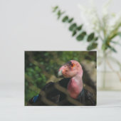 condor briefkaart (Staand voorkant)