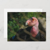 condor briefkaart (Voorkant / Achterkant)