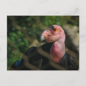 condor briefkaart (Voorkant)