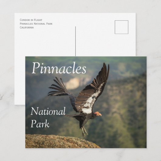 Condor in Vlucht, Pinnacles National Park, Califor Briefkaart (Voorkant / Achterkant)