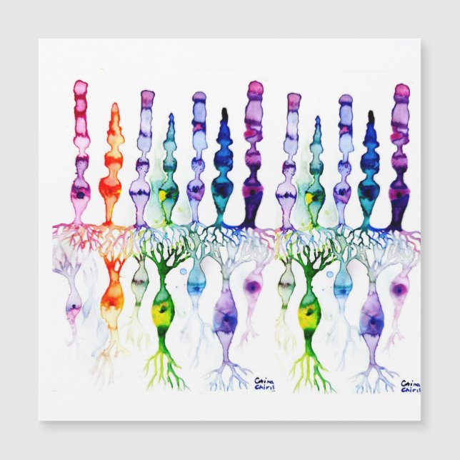 Cone-cellen en bipolaire neurond van het netvlies (Voorkant)