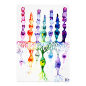 Cone-cellen en bipolaire neurond van het netvlies foto afdruk (Voorkant)