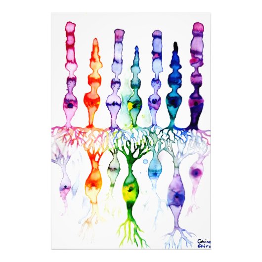 Cone-cellen en bipolaire neurond van het netvlies foto afdruk (Voorkant)