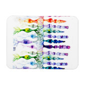 Cone-cellen en bipolaire neurond van het netvlies magneet (Horizontaal)