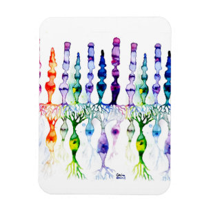 Cone-cellen en bipolaire neurond van het netvlies magneet