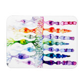 Cone-cellen en bipolaire neurond van het netvlies magneet (Horizontaal)