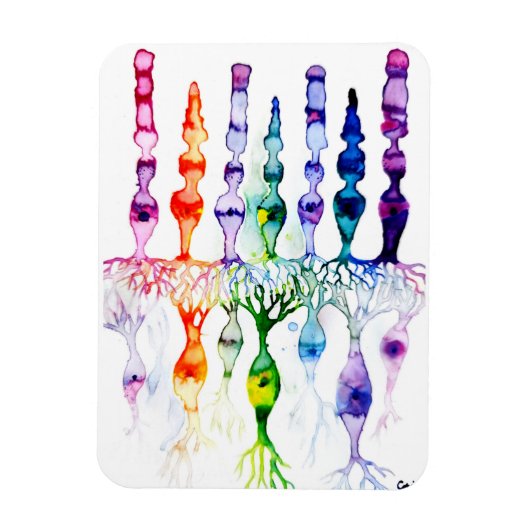 Cone-cellen en bipolaire neurond van het netvlies magneet (Verticaal)