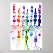 Cone-cellen en bipolaire neurond van het netvlies poster (Voorkant)