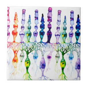 Cone-cellen en bipolaire neurond van het netvlies tegeltje