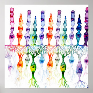 Cone cells rod cells and bipolar neurond of retina poster