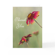 Cone Flowers beginnen te bloeien Dank je.