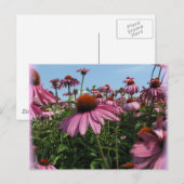 Cone Flowers Briefkaart (Voorkant / Achterkant)