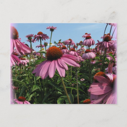 Cone Flowers Briefkaart (Voorkant)