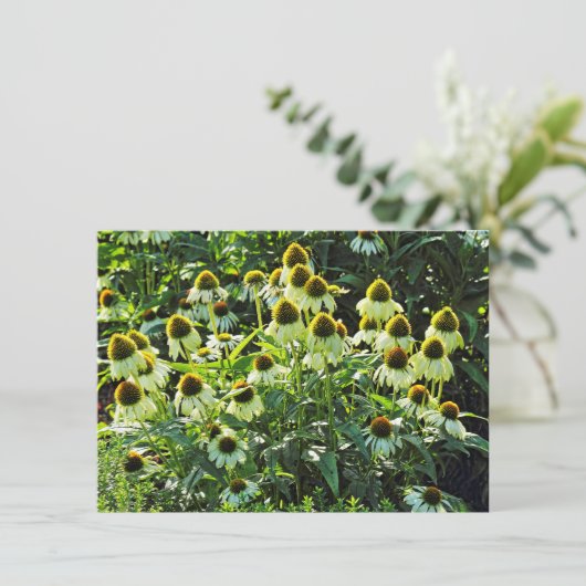 Cone Flowers, Bute Park, Cardiff, Wales Kaart (Staand voorkant)