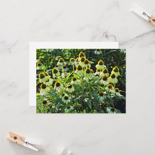Cone Flowers, Bute Park, Cardiff, Wales Kaart (Voorkant / Achterkant in situ)