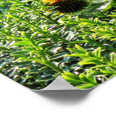 Cone Flowers, Bute Park, Cardiff, Wales Poster (Hoek)