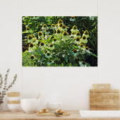 Cone Flowers, Bute Park, Cardiff, Wales Poster (Keuken)