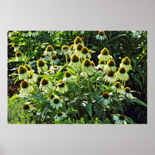 Cone Flowers, Bute Park, Cardiff, Wales Poster