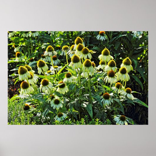 Cone Flowers, Bute Park, Cardiff, Wales Poster (Voorkant)