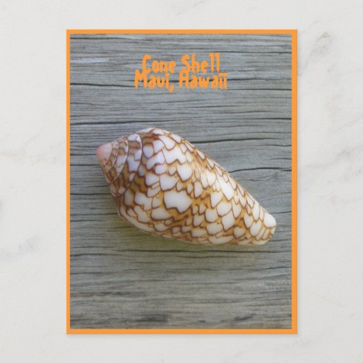 Cone Shell Briefkaart (Voorkant)