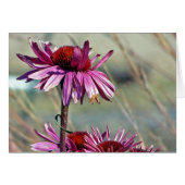 Conefloer (Voorkant Horizontaal)