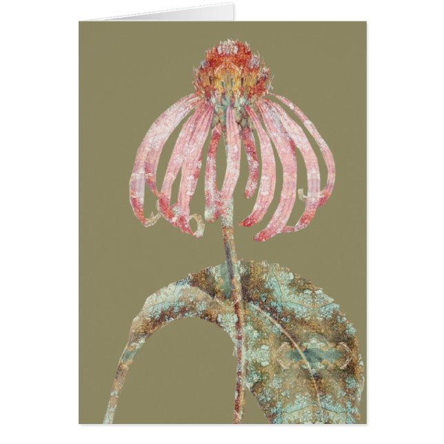 Conefloer (Voorkant)