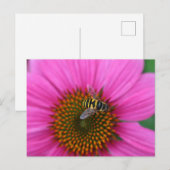 Conefloer Briefkaart (Voorkant / Achterkant)