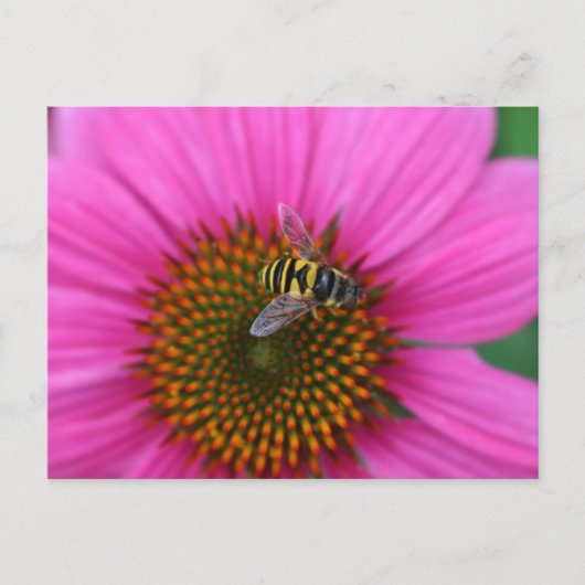 Conefloer Briefkaart (Voorkant)