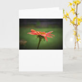 Conefloer, kaart (Gele Bloem)