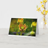 Conefloer, kaart (Gele Bloem)