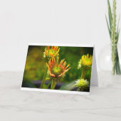 Conefloer, kaart (Voorkant)