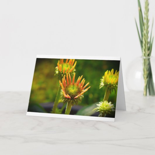 Conefloer, kaart (Voorkant)