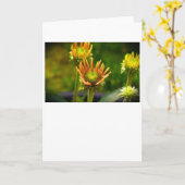 Conefloer, kaart (Gele Bloem)