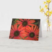 Conefloer, kaart (Gele Bloem)