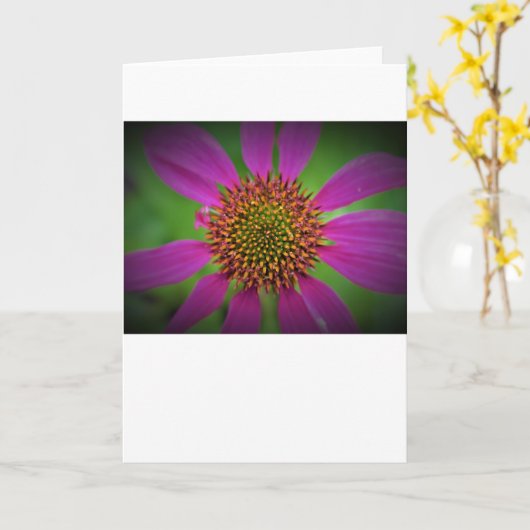 Conefloer, kaart (Gele Bloem)