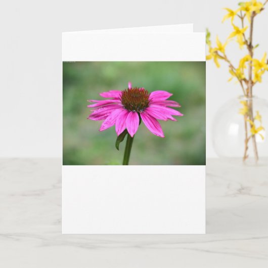 Conefloer, kaart (Gele Bloem)