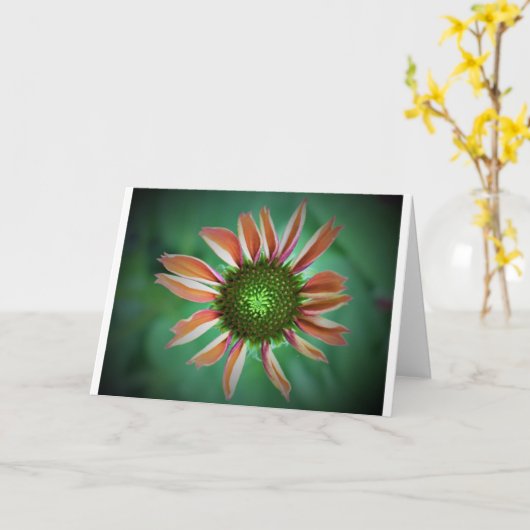 Conefloer, kaart (Gele Bloem)