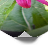 Conefloer Poster (Hoek)