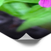 Conefloer, Poster (Hoek)