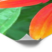 Conefloer, Poster (Hoek)