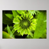 Conefloer, Poster (Voorkant)