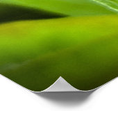 Conefloer, Poster (Hoek)