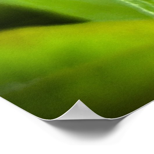 Conefloer, Poster (Hoek)