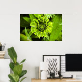 Conefloer, Poster (Thuiskantoor)