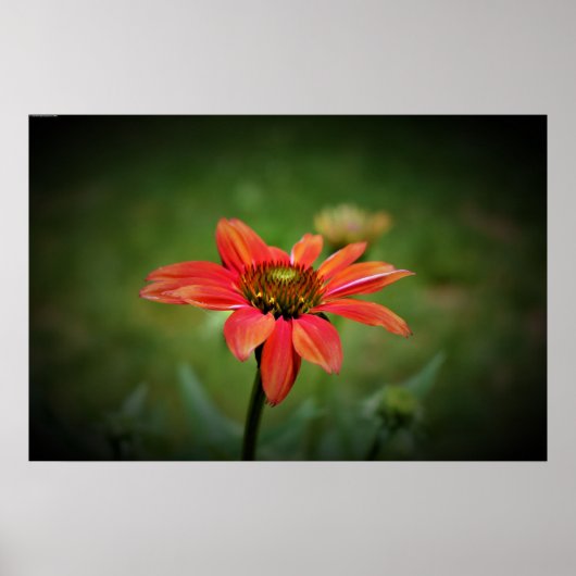 Conefloer, Poster (Voorkant)