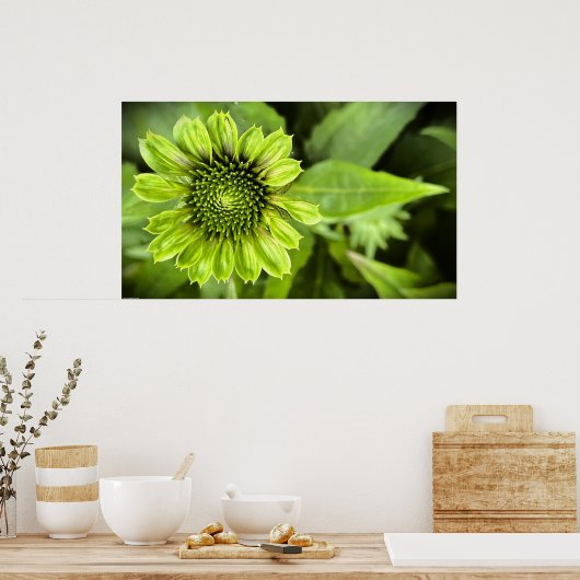 Conefloer, Poster (Keuken)